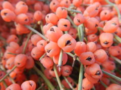 Ephedra foeminea