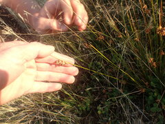 Juncus distegus