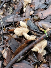 Marasmius albogriseus