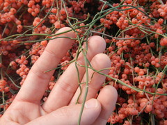 Ephedra foeminea