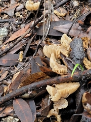 Marasmius albogriseus
