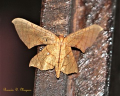 Belonoptera phyllula