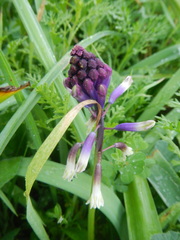 Bellevalia trifoliata