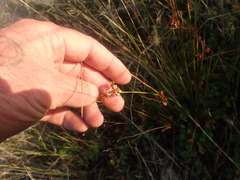 Juncus distegus