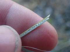 Juncus distegus