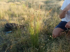 Juncus sarophorus