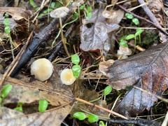 Strobilurus esculentus