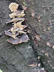 Hohenbuehelia grisea