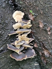 Hohenbuehelia grisea