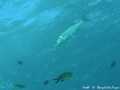 Dicentrarchus labrax