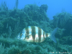Diplodus cervinus