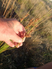 Juncus sarophorus