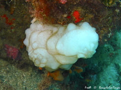 Phallusia mammillata