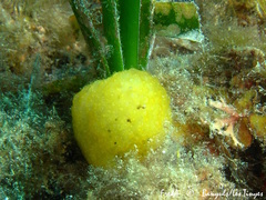 Pseudodistoma crucigaster