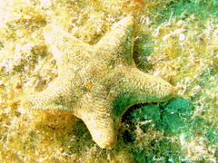 Asterina gibbosa
