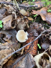 Strobilurus esculentus