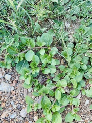 Alternanthera pungens