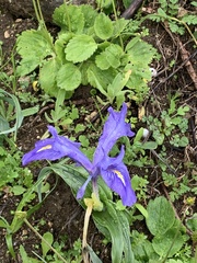 Iris planifolia