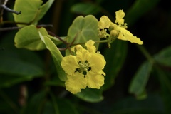 Stigmaphyllon ciliatum