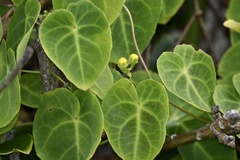 Stigmaphyllon ciliatum