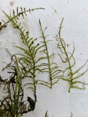 Kindbergia praelonga