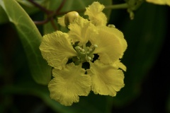 Stigmaphyllon ciliatum