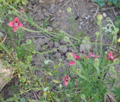 Papaver hybridum