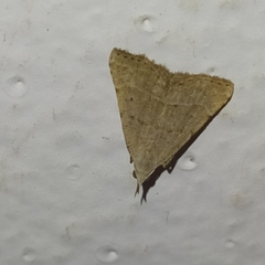 Scolecocampinae
