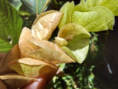 Flemingia strobilifera