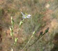 Phemeranthus confertiflorus