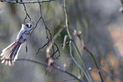 Aegithalos caudatus
