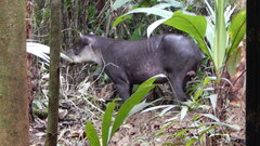 Tapirus bairdii