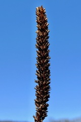 Agastache nepetoides