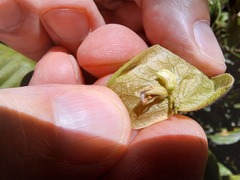 Flemingia strobilifera