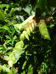 Flemingia strobilifera