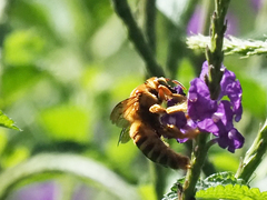 Xylocopa frontalis