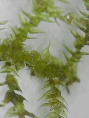 Kindbergia praelonga