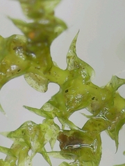 Kindbergia praelonga