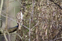 Certhia brachydactyla