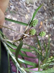 Freycinetia graminifolia