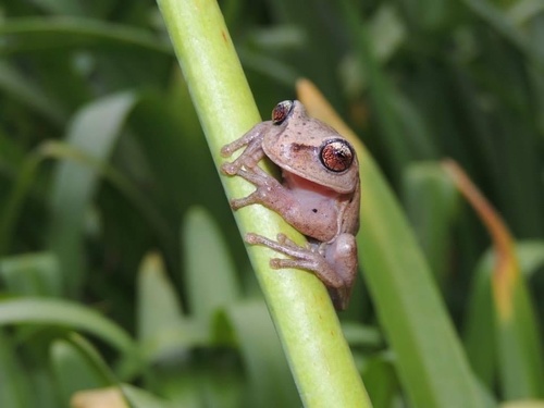 Canebrake Treefrog, Aplastodiscus cochranae