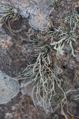 Ramalina cuspidata