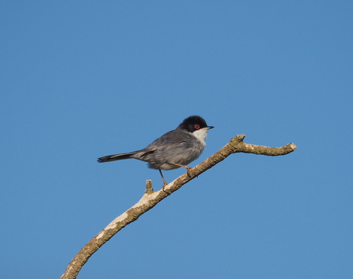 Curruca cabecinegra (Curruca melanocephala)