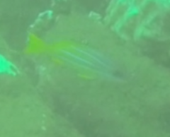 Lutjanus kasmira