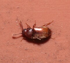 Cryptophagidae