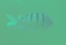 Abudefduf abdominalis