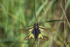 Libelloides coccajus