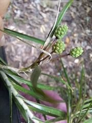 Freycinetia graminifolia