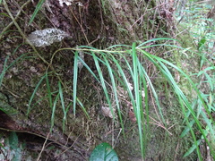 Freycinetia graminifolia