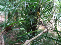 Freycinetia graminifolia